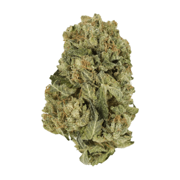 Black Domina | Green Leaf Express Canada