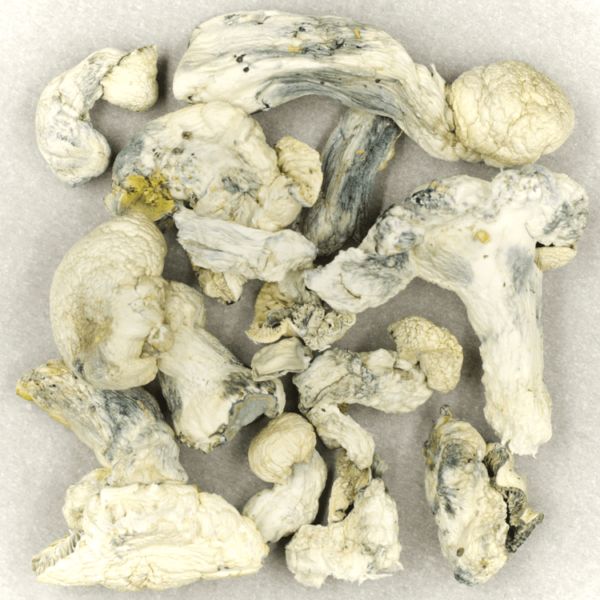 Cambodian Psilocybe Cubensis | Green Leaf Express Canada