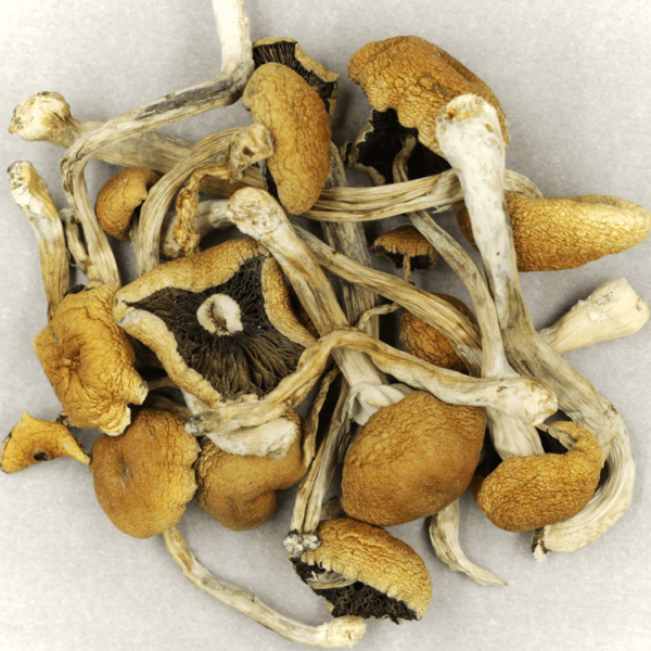 Cambodian Psilocybe Cubensis | Green Leaf Express Canada