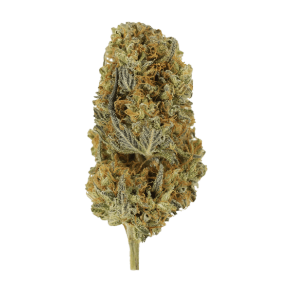 Headband | Green Leaf Express Canada