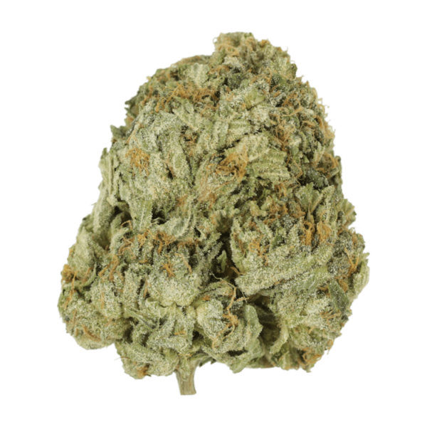 Godzilla Glue | Green Leaf Express Canada