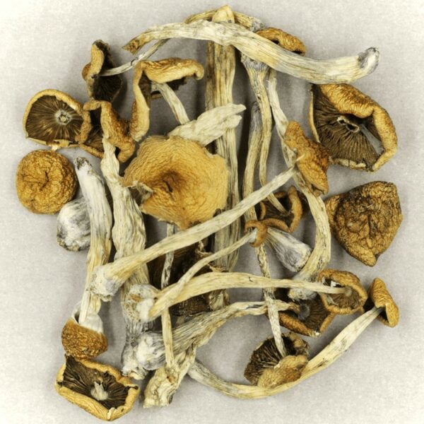 Psilocybe Cubensis Mexicana | Green Leaf Express Canada